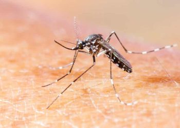 Piauí segue com casos de dengue e chikungunya em alta e saúde diz que situação é preocupante