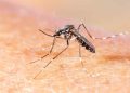 Casos de Chikungunya sobem mais de 5000% no Piauí e Sesapi faz alerta