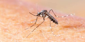 Casos de Chikungunya sobem mais de 5000% no Piauí e Sesapi faz alerta