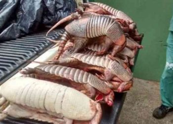 Adolescente de Simões morre vítima da “Doença do Tatu”. Veja!