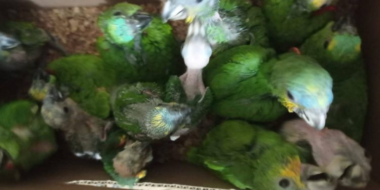 Homem é preso ao ser flagrado transportando ilegalmente 52 papagaios na BR407, em Paulistana