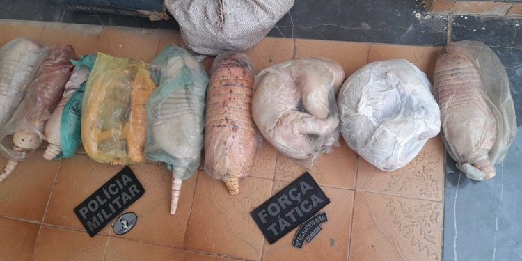 Após denuncia, dono de bar é preso por comercializar tatus e tamanduás em Jacobina do Piauí